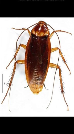 # cockroach dance 🪳 funny reels 🤣