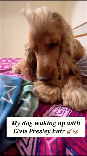 🐶 When your dog has better hair than you #spaniel #oakley