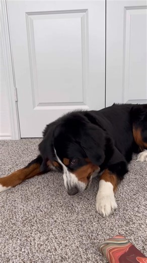 18K views · 410 reactions | Derek vs Grandma (Long Version) @Jason Banks  #jasonbankscomedy #derek #baneandbrue #bernesemountaindog #germanshepherd #CarAccessories #tbt #completedset #handtools #artexhibition #powertools #sportsevents #carinterior #Apple #diytools | Grizzly Banes | Facebook