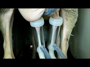 Portable milking machine supply for dairy farms in GCC by The Microdairy UAE