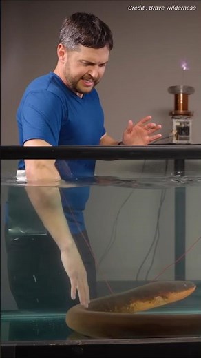 Eel reproduction mystery