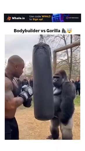 TrueReel on Instagram: "This viral video, posted by a Japanese content curator, contrasts a bodybuilder's solid punch on a heavy bag—which merely swings it—with a gorilla's devastating strike that bursts the bag open, amassing over 300,000 views in hours through humorous exaggeration. - Likely staged with a costumed performer rather than a real gorilla, as evidenced by the controlled outdoor setting and crowd reactions, echoing similar entertainment clips circulating on platforms like TikTok and