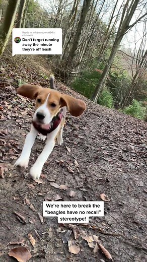 Beagle Puppy Training: Track Like a Pro!