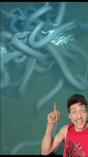 Slime Eels are WEIRD