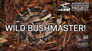 Finding a wild bushmaster in Costa Rica! The longest pit viper, venomous snake in the rainforest By: Living Zoology | Snakes