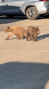 BEAR League gets many calls on bears crossing the busy roads. We do our best to help when we can get there quick enough. This family of four had crossed from their normal range because they found several open dumpsters and unsecured trash on the other side. This video was right after we got them out of a dumpster. Moments later, as we suspected they would, they headed right straight out onto the busy highway to return home. We blocked traffic and were successful in helping all four of them reach