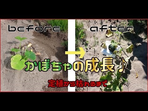 野菜の成長：かぼちゃの栽培 【定点観測～苗定植から枯れるまで～】