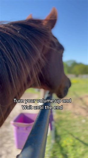 Relaxing Horse Neighing ASMR Sound