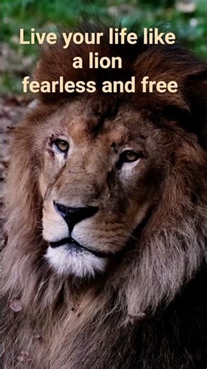 Live Your Life Like a Lion 🦁 | Fearless & Free | Nature Wildlife Video 4K | 2026