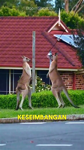 Kangaroo: Australia's Symbolic Animal That Can't Back Down! #Kangaroos #UniqueAnimals #Australia ...