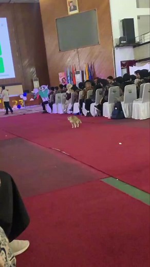 defecating out of place🤩🤩🤩 | Animals Story