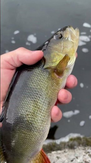 European Perch #fishing #river #perch