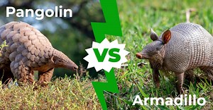 Pangolin vs. Armadillo: 9 Key Differences Explained