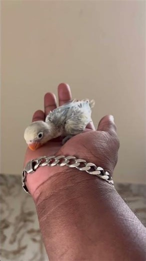 Hand feeding chick available call 7305290031