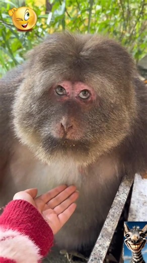Funny & Cute Monkey Videos 😂🐒 | Viral Animal Compilation #monkey #funnyanimals #cute #comedy #viral