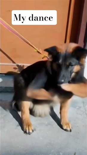 Cute dog ll #dog #puppy #viral #dogvideo #funnydogvideos #funny‎‎‎