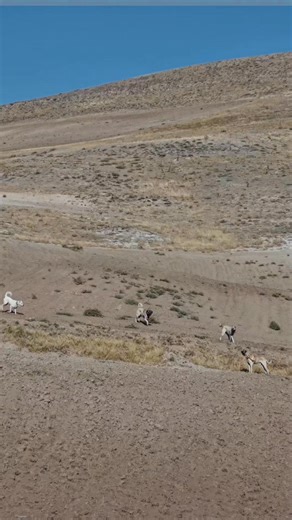 134K views · 1.7K reactions | For centuries, the Kangal dogs of...