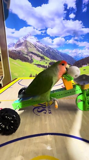 Smart Little Cute Parrot #parrot #parrotsoftiktok #bird #animals #pets #trainer #smart #trending #viral #smartparrot