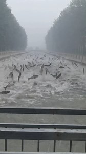 420K views · 3K reactions | Fish seen jumping in and out of river in weird phenomenon. | New York Post | Facebook