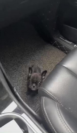 Whose puppy dog is called like that#french #frenchie #frenchbulldog #dog #pet #pup #puppy #baby #cute #voice #dogsoftiktok #fyp #xh