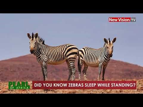 Did you know that Zebras sleep while standing?