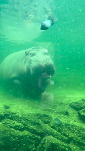 Up close and personal with Winnie! Did you know, hippos are faster in lane than in water? They can run up to 30 mph on land and walk underwater at a speed of 5 mph. #memphiszoo #zoo #hippos #funfacts #winniethehippo | Memphis Zoo