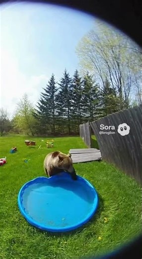 Bear Breaks Fence for a Backyard Pool Party