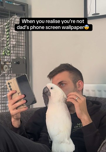 Funny Cockatoo Moments That Will Make You Laugh