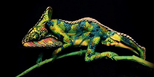 This colorful chameleon is actually a stunning optical illusion