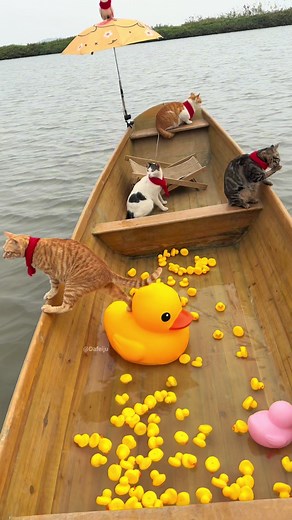 Caring for Your Pet Ducks: A Comprehensive Guide