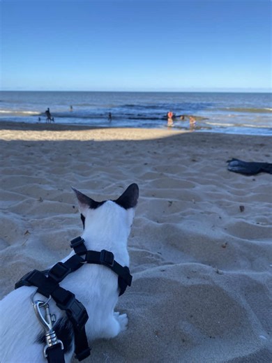 Eu curtindo a praia com minha humana. Amei, já havia ido outras vezes, mas essa foi a primeira vez nadando!!! ✨🌊☀️ Tios(as), fiquem tranquilos, sou vermifugado, antiparasitado, vacinado contra tudo até contra gripes internacionais, e castrado. Como ração de excelente qualidade e não tenho acesso a rua, então é mais fácil minha humana ter colesterol alto do que eu transmitir doença na praia. Vídeo tá acelerado. Fiquem tranquilos ✨✨ #praia #gato #gatonadando #gatonapraia #mar