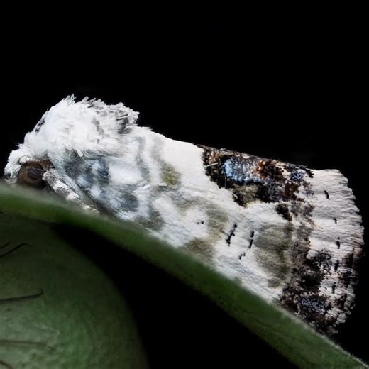 Anand Verma on Instagram: "I had heard about the bird poop spider but never heard of a bird poop Moth. Up close they are quite beautiful ❤️ ❤️ Acontiinae is a subfamily of bird dropping moths in the family Noctuidae. There are more than 50 genera and 430 described species in Acontiinae, found worldwide in temperate and tropical climates. 📷 OMD EM 1 🔎 Olympus 60mm f2.8 Macro ⚡Godox V350o ⬜ @radiantdiffuser 🖼️ Handheld Stacked Shots using Zerene Stacker #cupoty #passion_in_macro #perfectmacro #