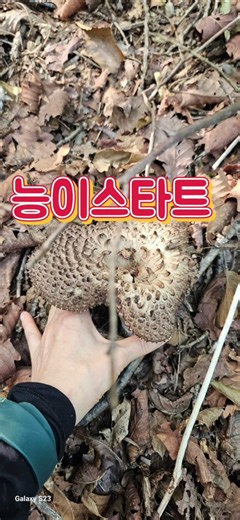 26년9월14일 능이산행#능이#능이산행#버섯산행