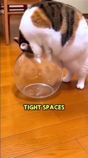 Did You Know Cats Are This Flexible? 😲