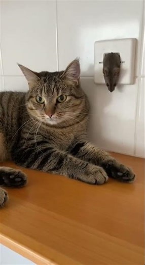 Master the beat drop with epic moves #jumpstyle #dance #shorts