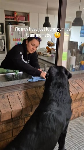 One of many highlights of this job, is the beautiful 4 legged friends we get to meet each day . Some more helpful than others obviously! #doglife | Women Washing Windows Aus