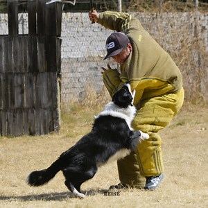 JAMÁS has visto un BORDER COLLIE tan RUDO 🔥 Conoce a Fox, un Border Collie practicante del deporte PERRO DE PR0TECCIÓN, algo muy raro de ver, así que disfrútalo 😉 #BorderCollie #K9 #WorkingDog | Aldo del Lobo