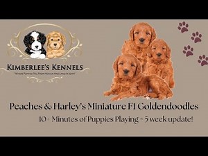 10+ Minutes of Puppies Playing- Peaches’ Mini F1 Goldendoodles
