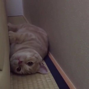 3.5K views · 502 reactions | Ever seen a cat crawl like this?  | Cat the Dude | Facebook