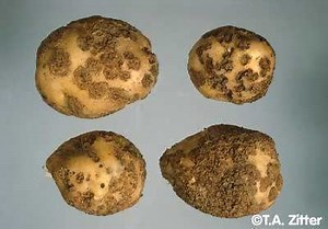 Streptomyces scabies - Alchetron, The Free Social Encyclopedia