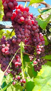 Amazing Grapes 🍇 In the USA #grapes #garden #usa #grape #fruits #picking #fun #love #beautiful #naturephotography #naturelover #orchard #chicago #fun #love #viral #reels #instagram #reelsinstagram #iphonephotography #hiking #winter #nature #naturelovers #naturebeauty #Great #love #funtimes #bdcommunity #bd #place #winterwonderland | It’s Amirah’s Diary