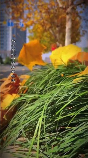 Try taking photos of fallen leaves in autumn. It’s so artistic. Mobile phone photography shootin