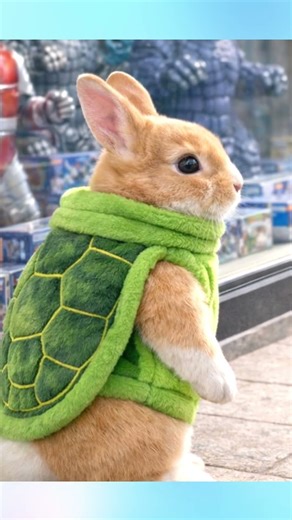 かわいいうさぎがカメのようにのんびりと Slow and Gentle Bunny #shorts #ネザーランドドワーフ #ホーランドロップ #rabbit #bunny