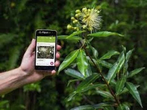 Connaître les plantes comestibles avec cette appli.