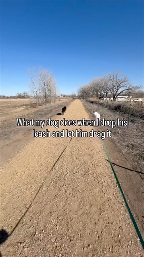 What My Dog Does When Dragging a Leash 🦮 #shorts