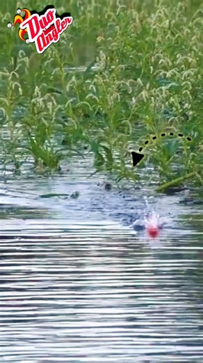 terciduk toman naik diarea banjir #fishing