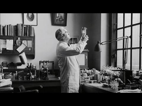 Almanac: The discovery of penicillin