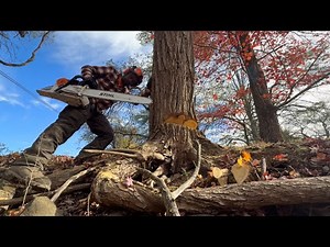 Working trees along the power lines - tips, tricks and new saw
