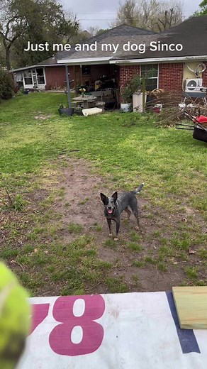 #dogsoftiktok #blueheeler #catch #playing