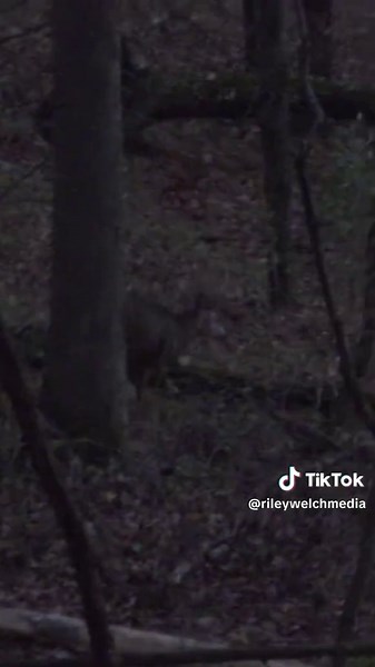 Archery and Hunting Techniques for Beginners